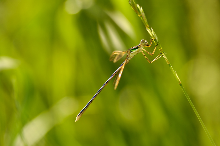 Chalcolestes viridis?